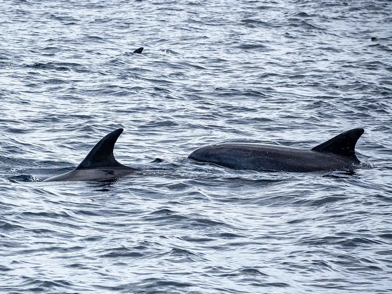 Spot a Dolphin in the Bay? There's an App for That - UMCES 100
